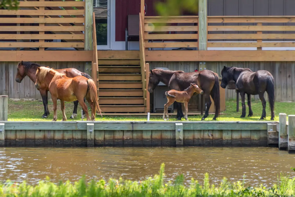 AWild Spanish mustangs roam a neighborhood in Carova NC