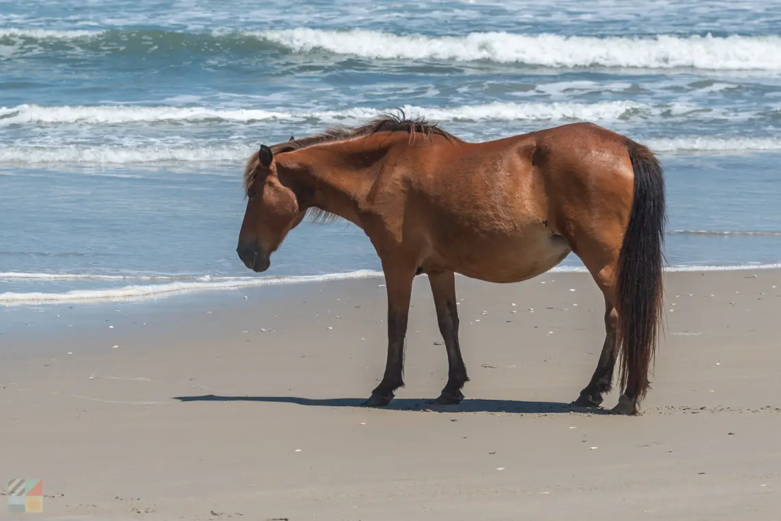 A wild Spanish mustang on the beach in Carova NC